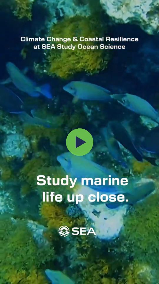 SEA Study Ocean Science social video